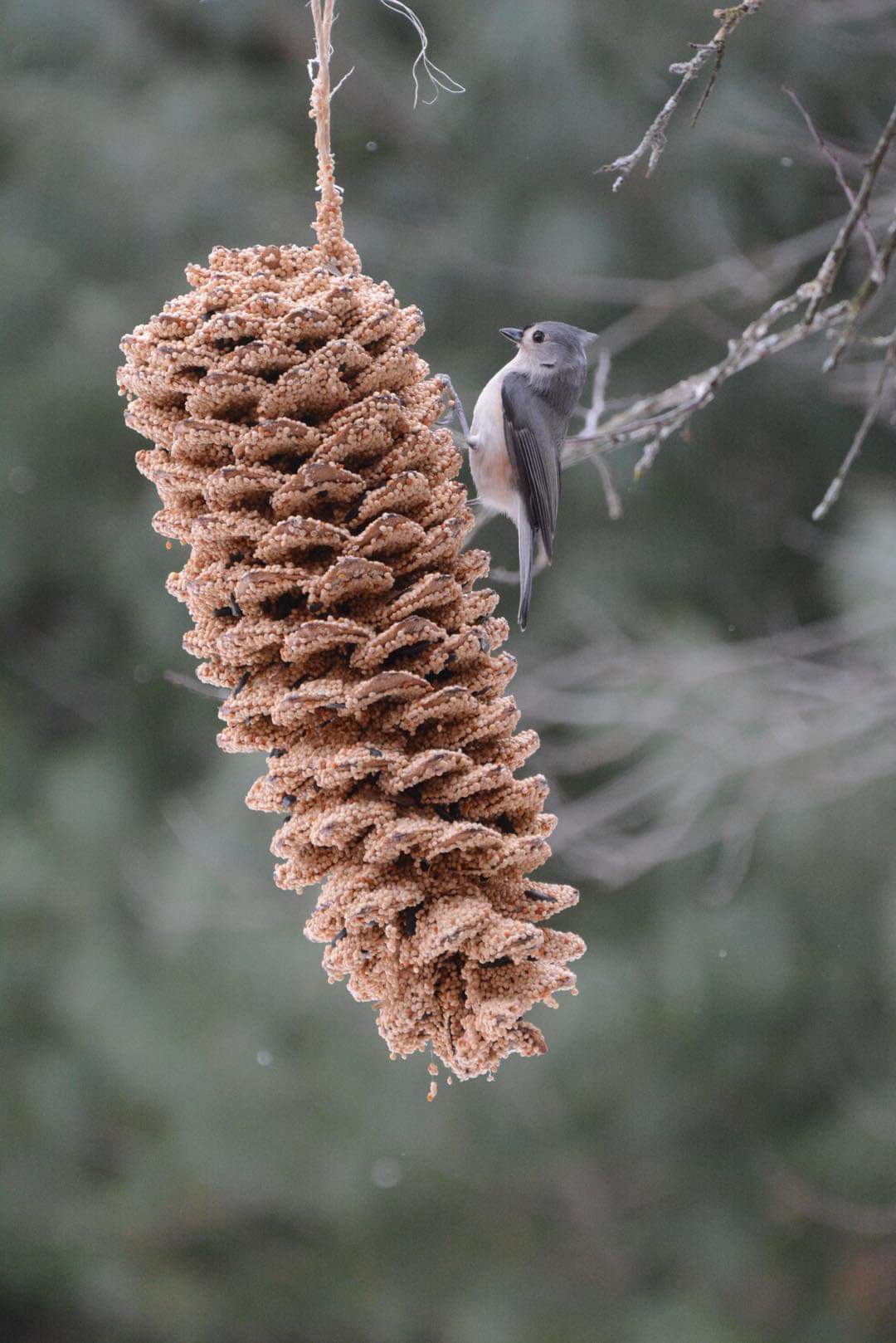 GIANT PINECONE