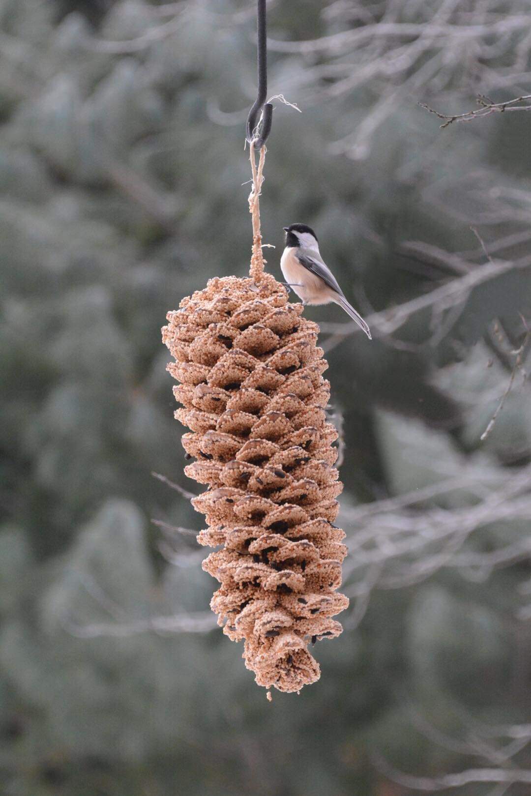 GIANT PINECONE