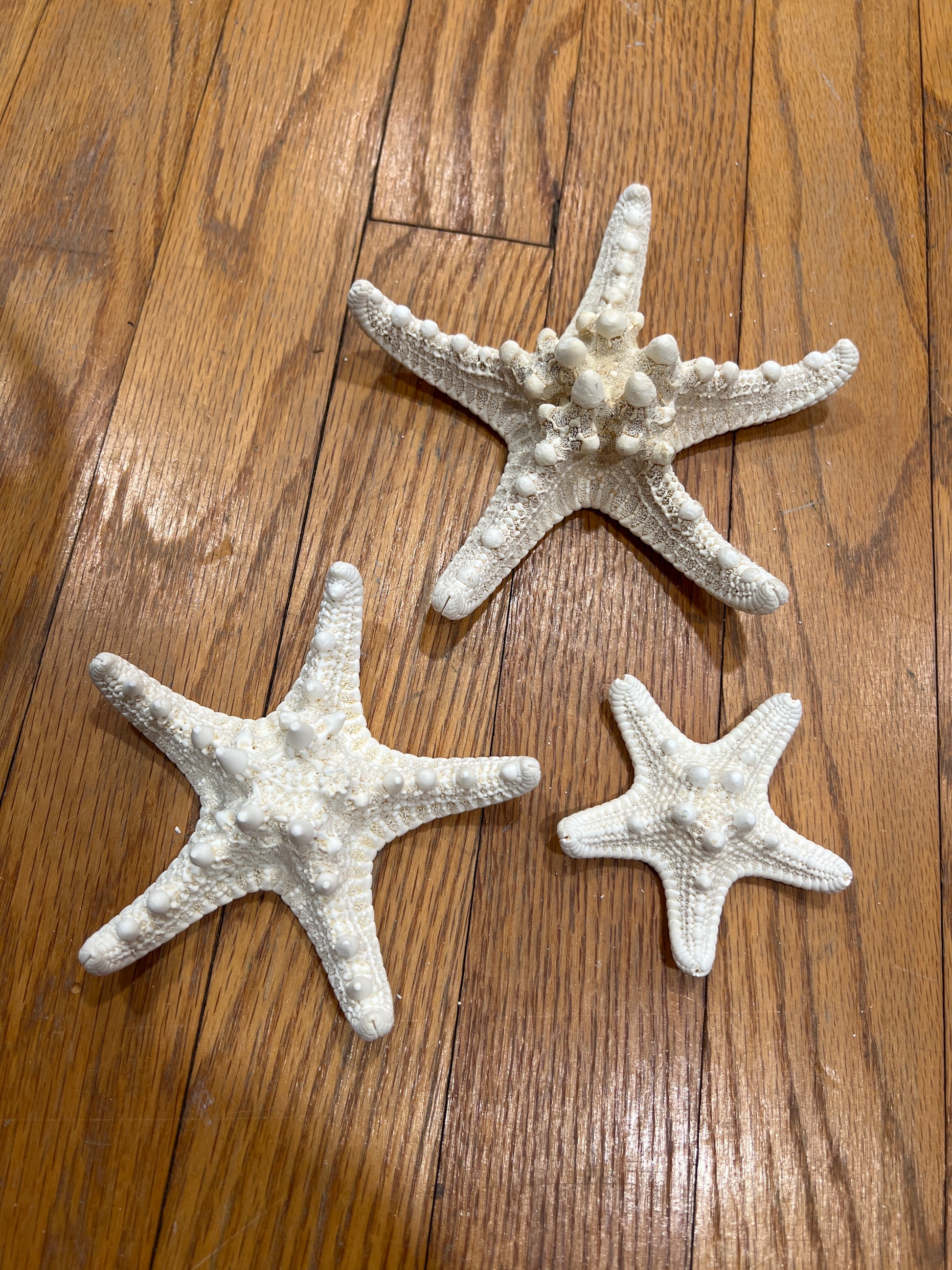 Mud Bleached Starfish 4"-5" WS Stetson Home 444C8B1B-C4B3-41A3-8E44-28CC604FEC72