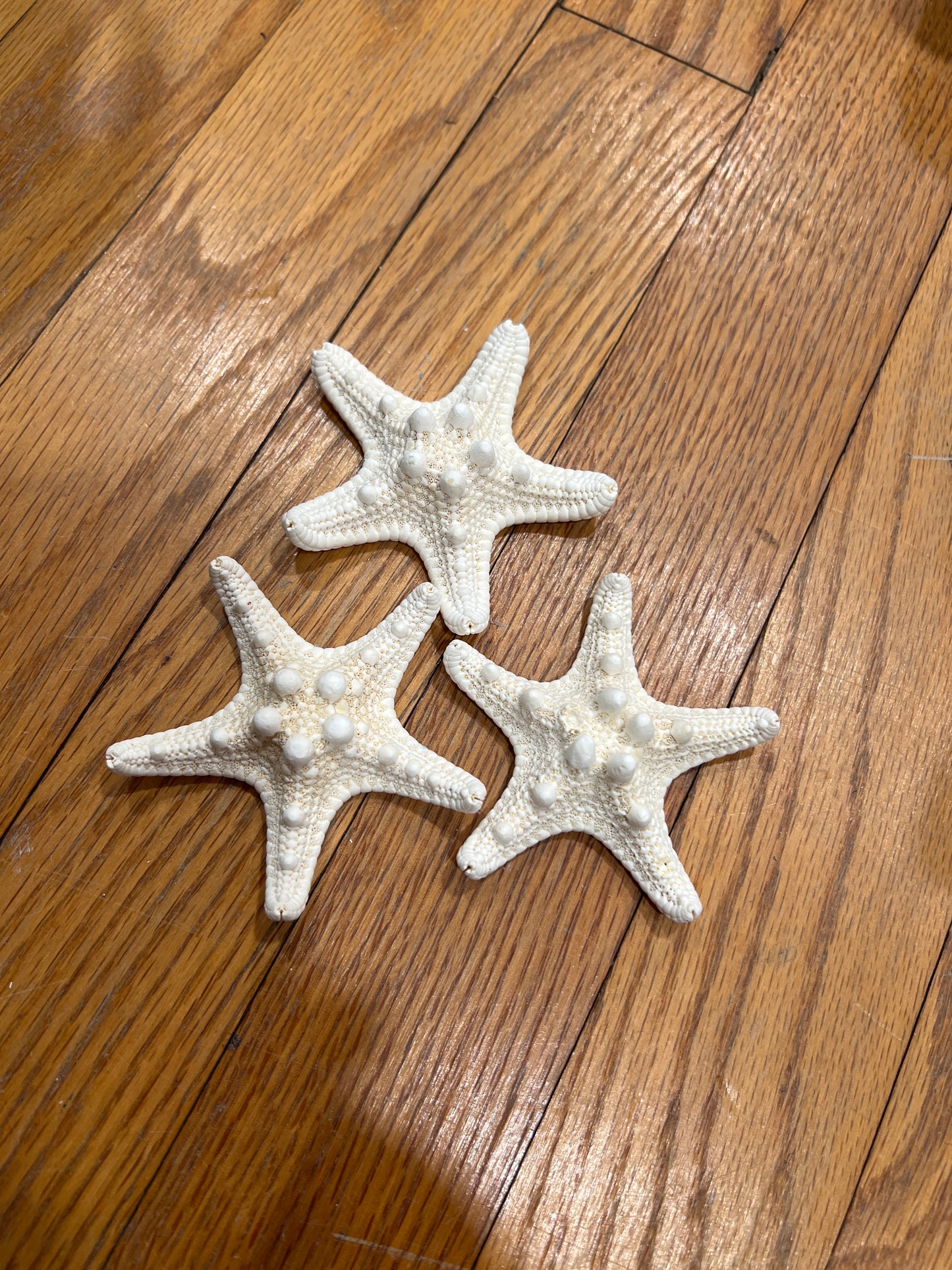 Mud Bleached Starfish 2"-3" WS Stetson Home B27E974E-0917-4DE7-A53A-BEB44351B360