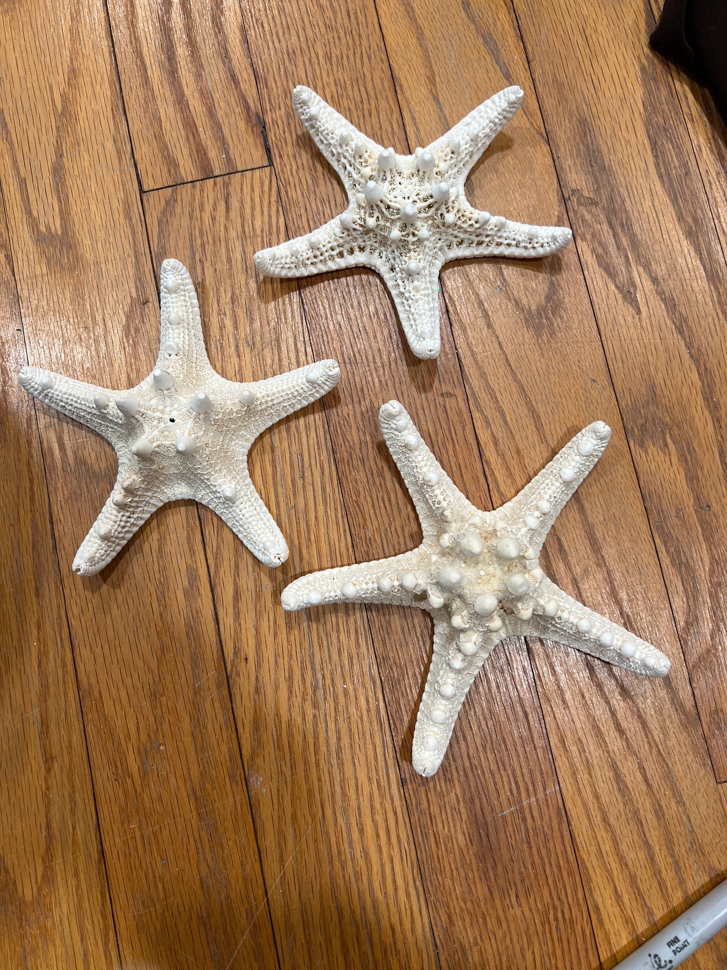 Mud Bleached Starfish 5"-6" WS Stetson Home B8F32194-E96B-4F98-AF00-88FE2E61093A