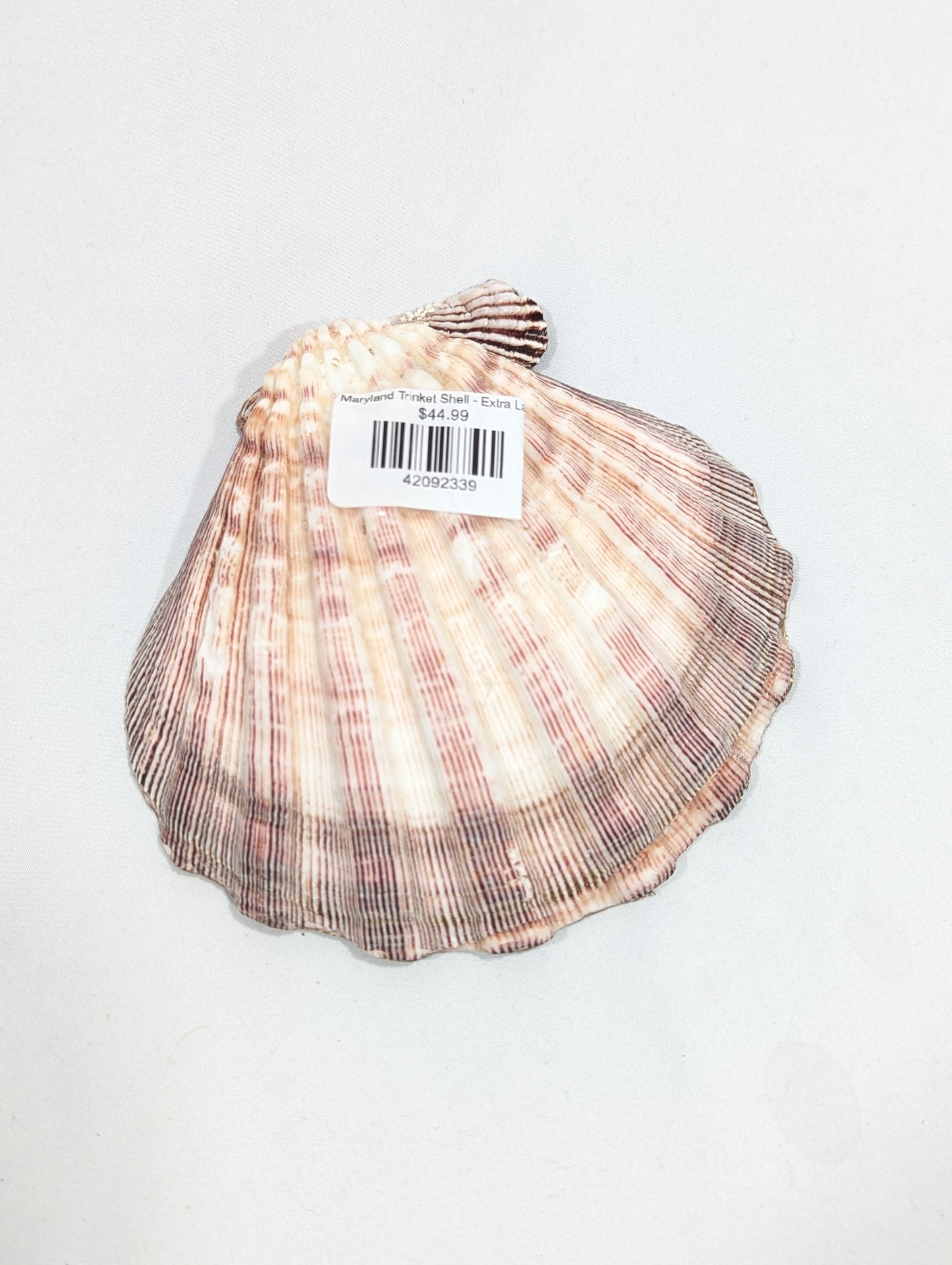 Maryland Trinket Shell - Extra Large